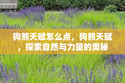狗熊天赋怎么点，狗熊天赋，探索自然与力量的奥秘