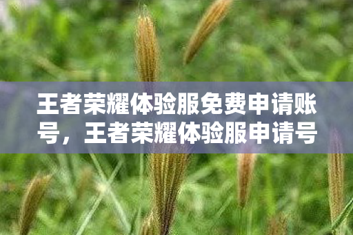 王者荣耀体验服免费申请账号，王者荣耀体验服申请号全解析，如何成功获取并玩转体验服？