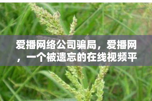 爱播网络公司骗局，爱播网，一个被遗忘的在线视频平台