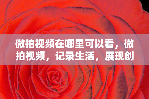 微拍视频在哪里可以看，微拍视频，记录生活，展现创意
