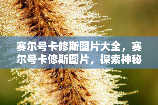 赛尔号卡修斯图片大全，赛尔号卡修斯图片，探索神秘宇宙的勇士形象