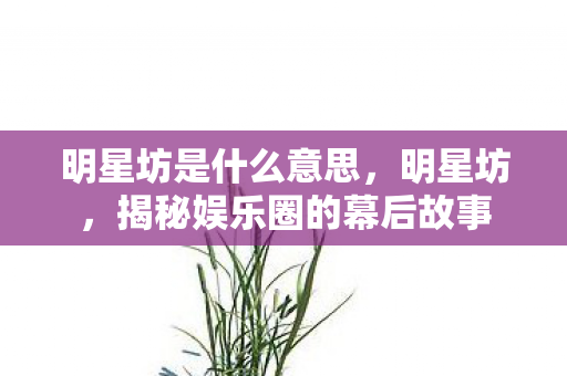 明星坊是什么意思，明星坊，揭秘娱乐圈的幕后故事