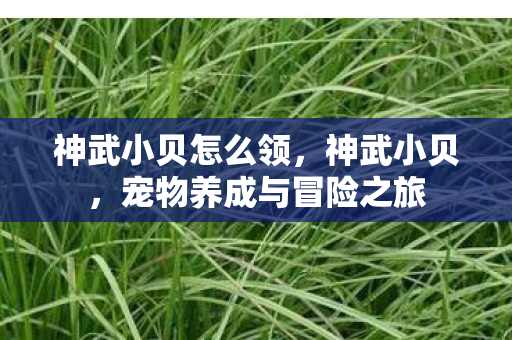 神武小贝怎么领，神武小贝，宠物养成与冒险之旅