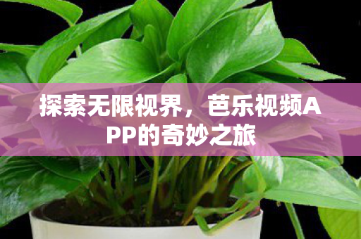 探索无限视界，芭乐视频APP的奇妙之旅