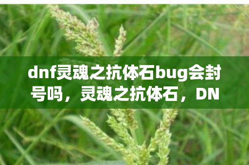 dnf灵魂之抗体石bug会封号吗，灵魂之抗体石，DNF中的神秘存在