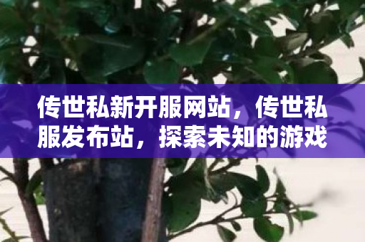 传世私新开服网站，传世私服发布站，探索未知的游戏世界