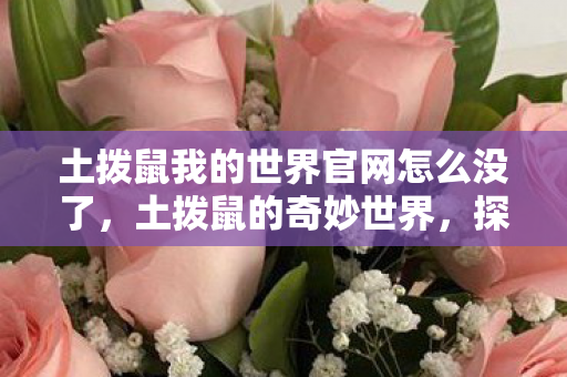 土拨鼠我的世界官网怎么没了，土拨鼠的奇妙世界，探索自然与生活的和谐共存