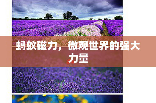 蚂蚁磁力,微观世界的强大力量 蚂蚁磁力,微观世界的强大力量