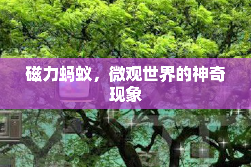 磁力蚂蚁，微观世界的神奇现象
