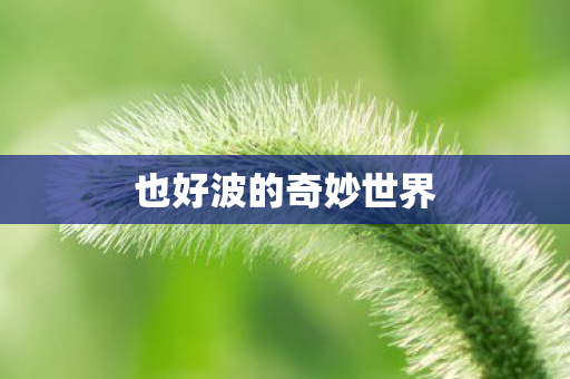 也好波的奇妙世界 也好波的奇妙世界