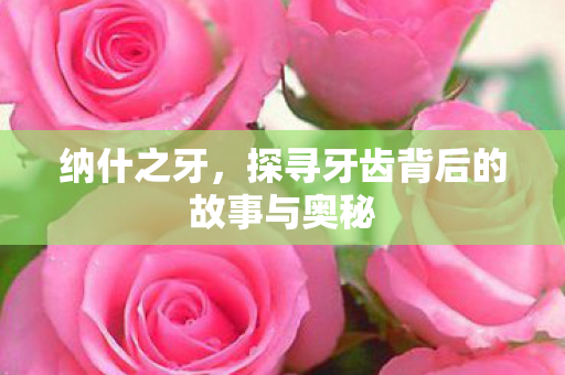 纳什之牙，探寻牙齿背后的故事与奥秘