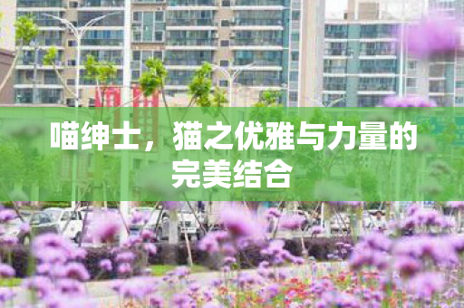 喵绅士，猫之优雅与力量的完美结合