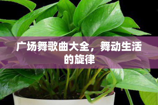 广场舞歌曲大全，舞动生活的旋律