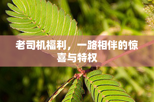 老司机福利，一路相伴的惊喜与特权