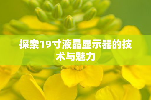 探索19寸液晶显示器的技术与魅力