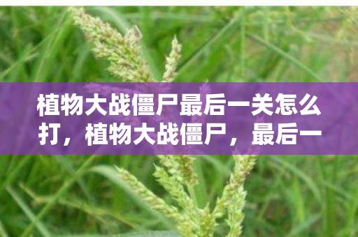 植物大战僵尸最后一关怎么打，植物大战僵尸，最后一关的终极挑战