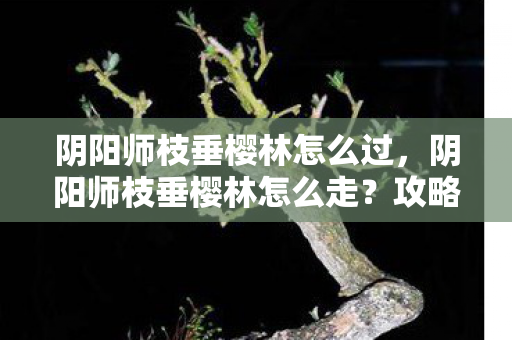 阴阳师枝垂樱林怎么过，阴阳师枝垂樱林怎么走？攻略详解