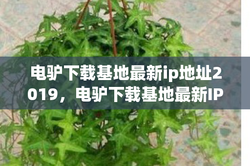 电驴下载基地最新ip地址2019，电驴下载基地最新IP揭秘，如何安全、合法地获取资源？