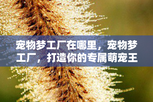 宠物梦工厂在哪里，宠物梦工厂，打造你的专属萌宠王国