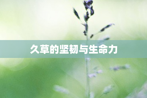 久草的坚韧与生命力 久草的坚韧与生命力