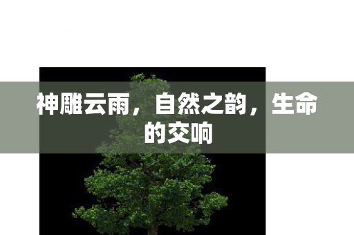 神雕云雨，自然之韵，生命的交响