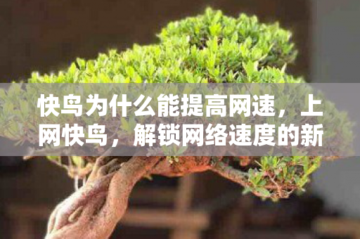快鸟为什么能提高网速，上网快鸟，解锁网络速度的新时代