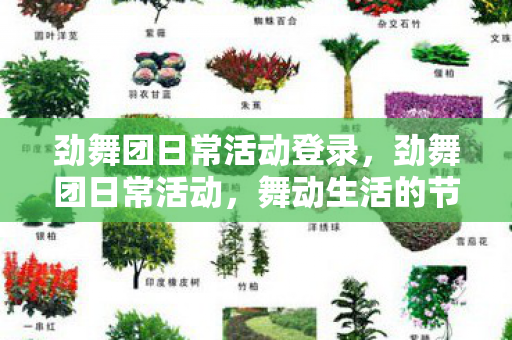劲舞团日常活动登录，劲舞团日常活动，舞动生活的节奏
