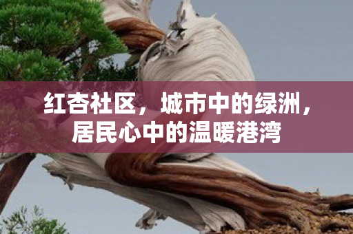 红杏社区，城市中的绿洲，居民心中的温暖港湾