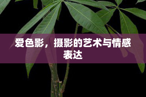 爱色影,摄影的艺术与情感表达 爱色影,摄影的艺术与情感表达