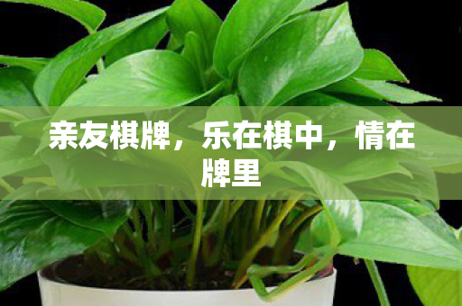 亲友棋牌，乐在棋中，情在牌里