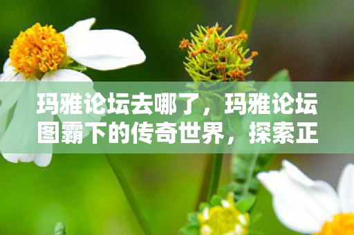 玛雅论坛去哪了,玛雅论坛图霸下的传奇世界,探索正版游戏的魅力与社区文化 玛雅论坛去哪了,玛雅论坛图霸下的传奇世界,探索正版游戏的魅力与社区文化