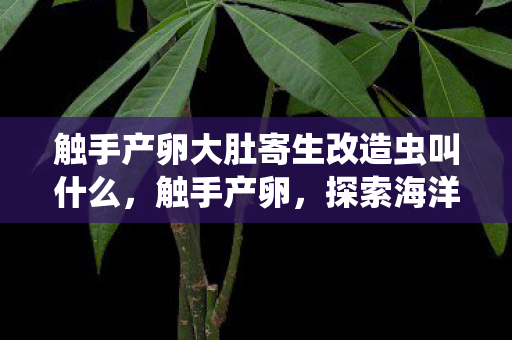 触手产卵大肚寄生改造虫叫什么，触手产卵，探索海洋深处的神秘奇观