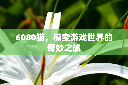 6080猫，探索游戏世界的奇妙之旅