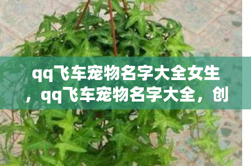 qq飞车宠物名字大全女生，qq飞车宠物名字大全，创意与个性的碰撞