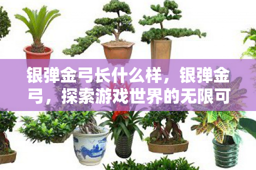 银弹金弓长什么样，银弹金弓，探索游戏世界的无限可能