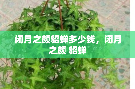 闭月之颜貂蝉多少钱,闭月之颜 貂蝉 闭月之颜貂蝉多少钱,闭月之颜 貂蝉