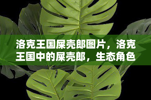 洛克王国屎壳郎图片，洛克王国中的屎壳郎，生态角色与趣味解析