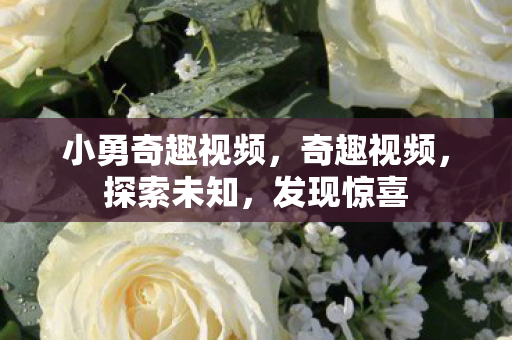 小勇奇趣视频，奇趣视频，探索未知，发现惊喜