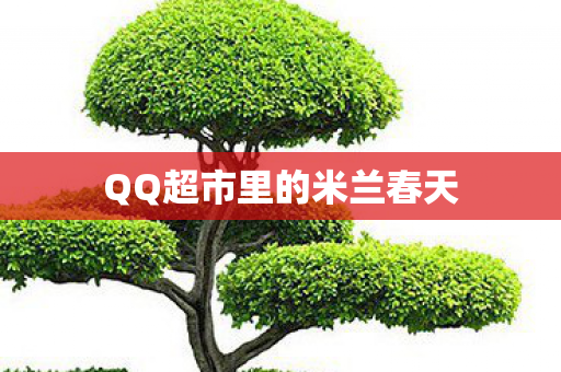 QQ超市里的米兰春天