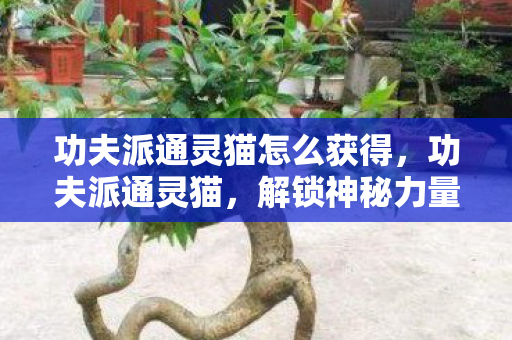 功夫派通灵猫怎么获得，功夫派通灵猫，解锁神秘力量的奇幻之旅