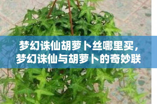 梦幻诛仙胡萝卜丝哪里买，梦幻诛仙与胡萝卜的奇妙联动，解锁游戏中的健康密码