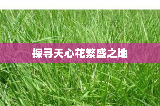 探寻天心花繁盛之地 探寻天心花繁盛之地
