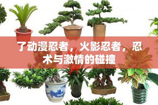 了动漫忍者，火影忍者，忍术与激情的碰撞