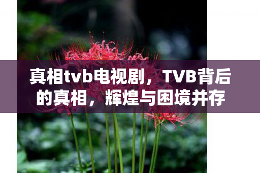 真相tvb电视剧，TVB背后的真相，辉煌与困境并存