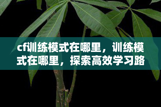 cf训练模式在哪里，训练模式在哪里，探索高效学习路径的奥秘