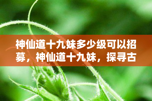 神仙道十九妹多少级可以招募，神仙道十九妹，探寻古典仙侠世界的魅力