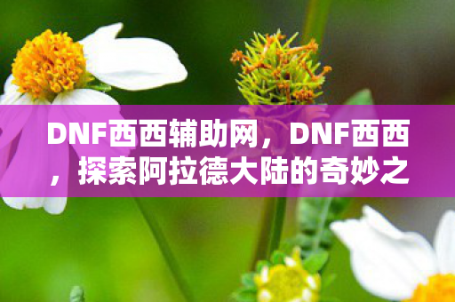 DNF西西辅助网，DNF西西，探索阿拉德大陆的奇妙之旅