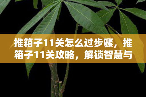 推箱子11关怎么过步骤，推箱子11关攻略，解锁智慧与技巧的终极挑战