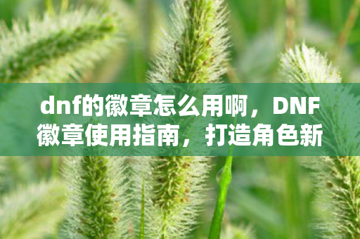 dnf的徽章怎么用啊，DNF徽章使用指南，打造角色新风貌