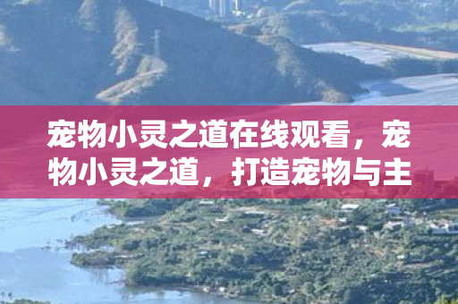 宠物小灵之道在线观看，宠物小灵之道，打造宠物与主人间的温馨互动